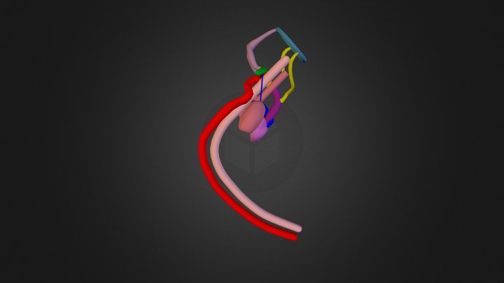 LAA Right Decending aorta 3D Model