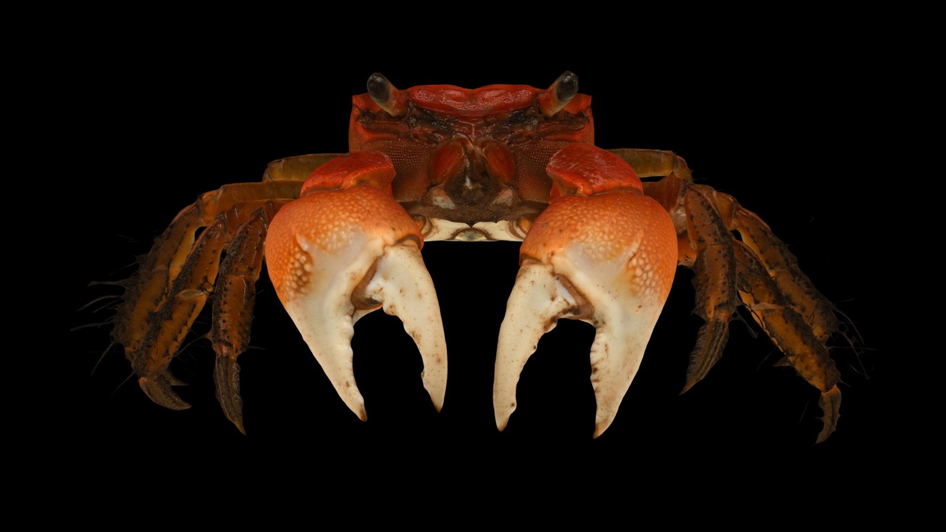 CC0 ベンケイガニ 🦀 ♂ Benkei Crab, S. intermedius - Download Free