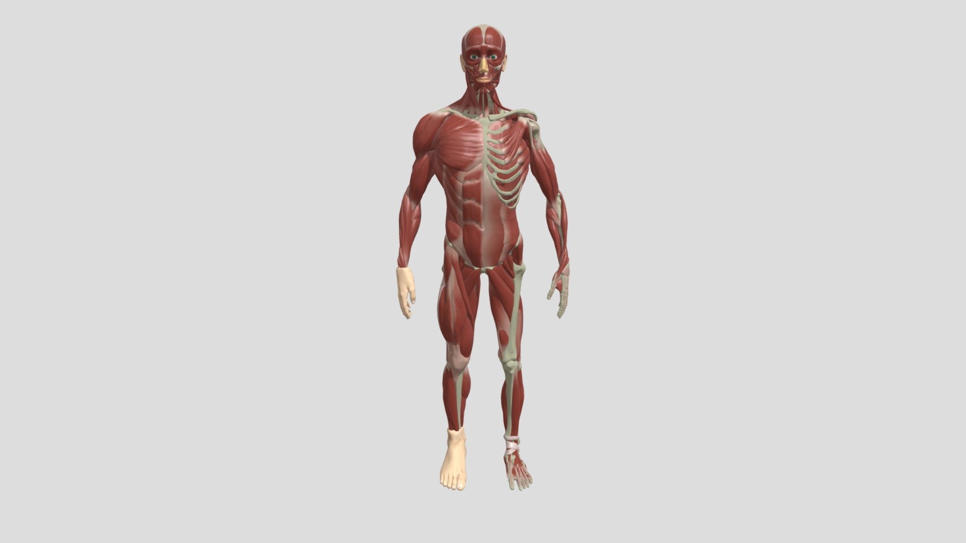 ecorche_-_anatomy_study_glb - Download Free 3D model by namrathagk1711 ...