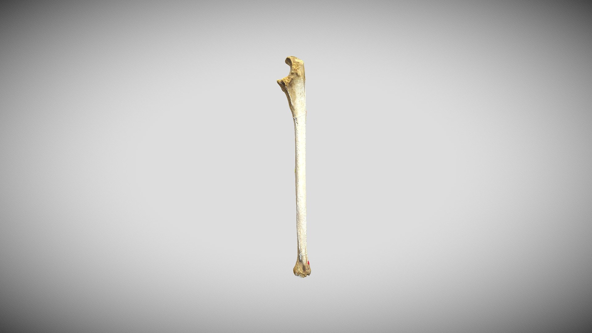 Ulna (Labeled) - 3D model by San Diego State University (@sdsu ...