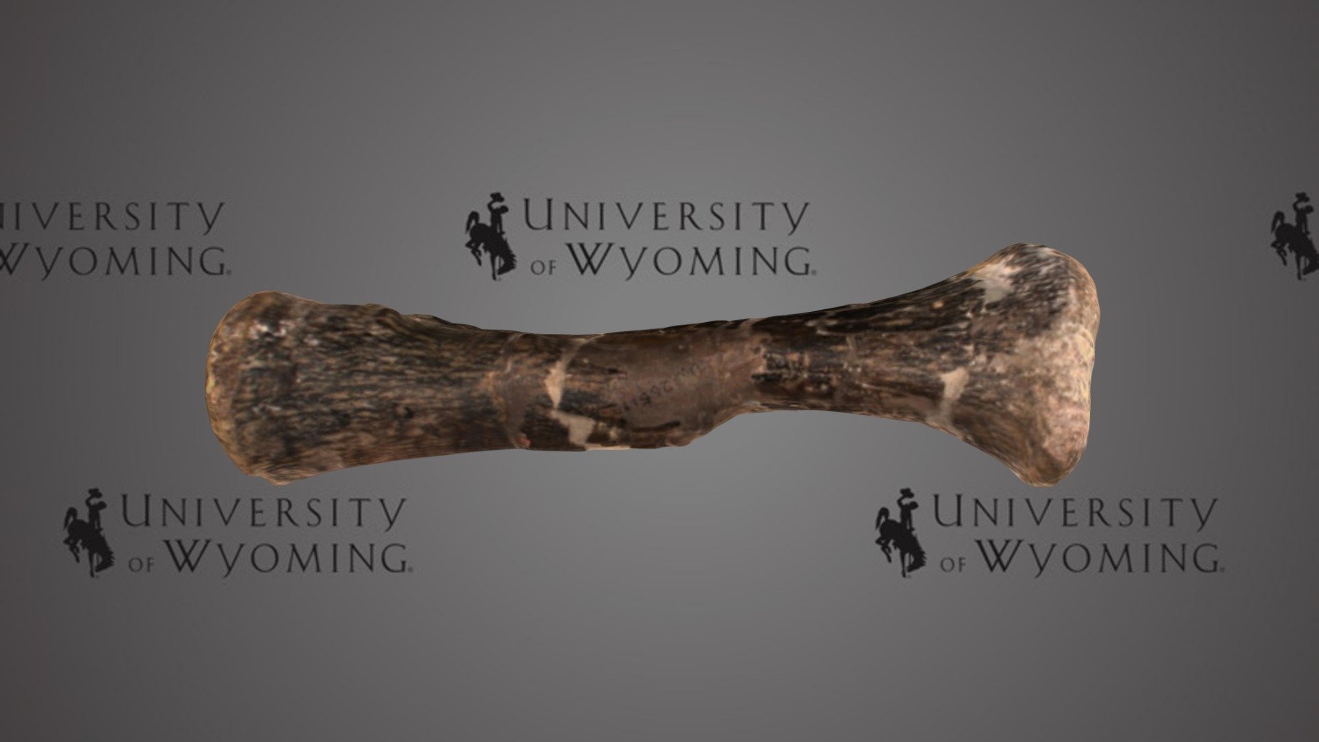 UW 20511 B - Allosaurus fragilis, Femur