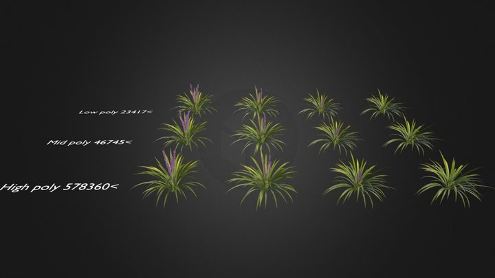 Liriope muscari 'Moneymaker' 3D Model