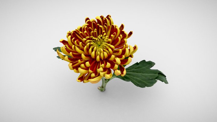 Chrysanthemum Morifolium 3D Model