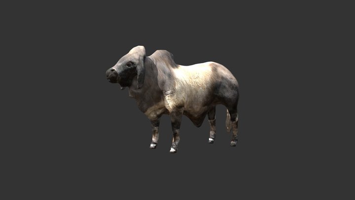 Bull india 3D Model