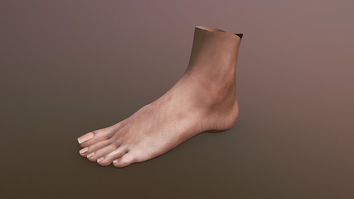 Foot v2 3D Model