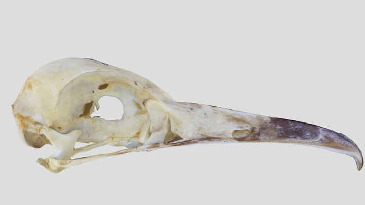 UWYMV:Bird:5886, Geococcyx californianus, Crania – Gratis 3D-model STL
