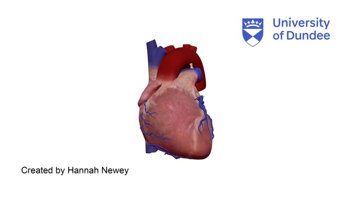 Cardiac Anatomy: Cardiac veins of the heart 3D Model