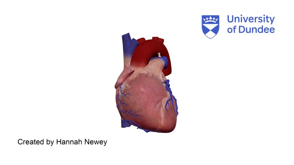 Cardiac Anatomy: Cardiac veins of the heart