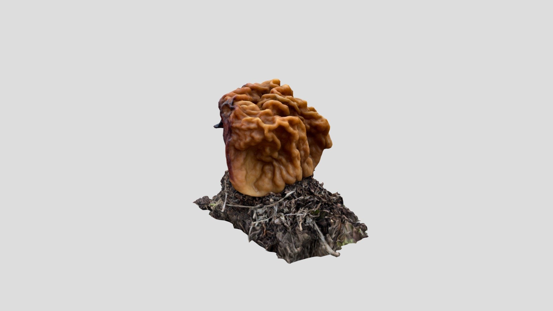 Discinaceae