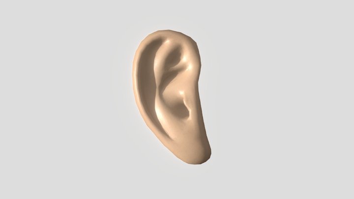 Ear - Printify Test 3D Model