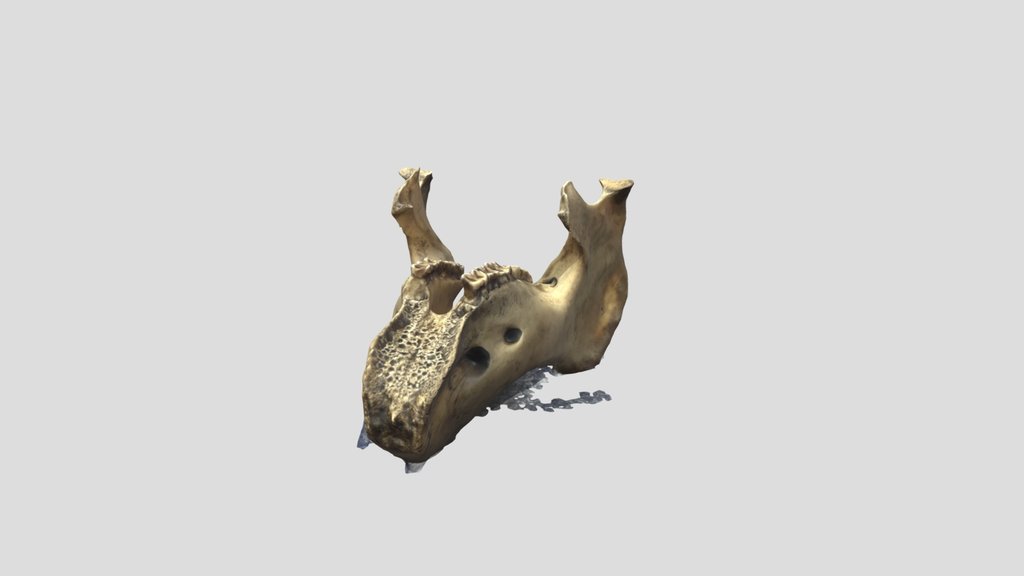 Reality Scan Manatee Jaw Blndexp