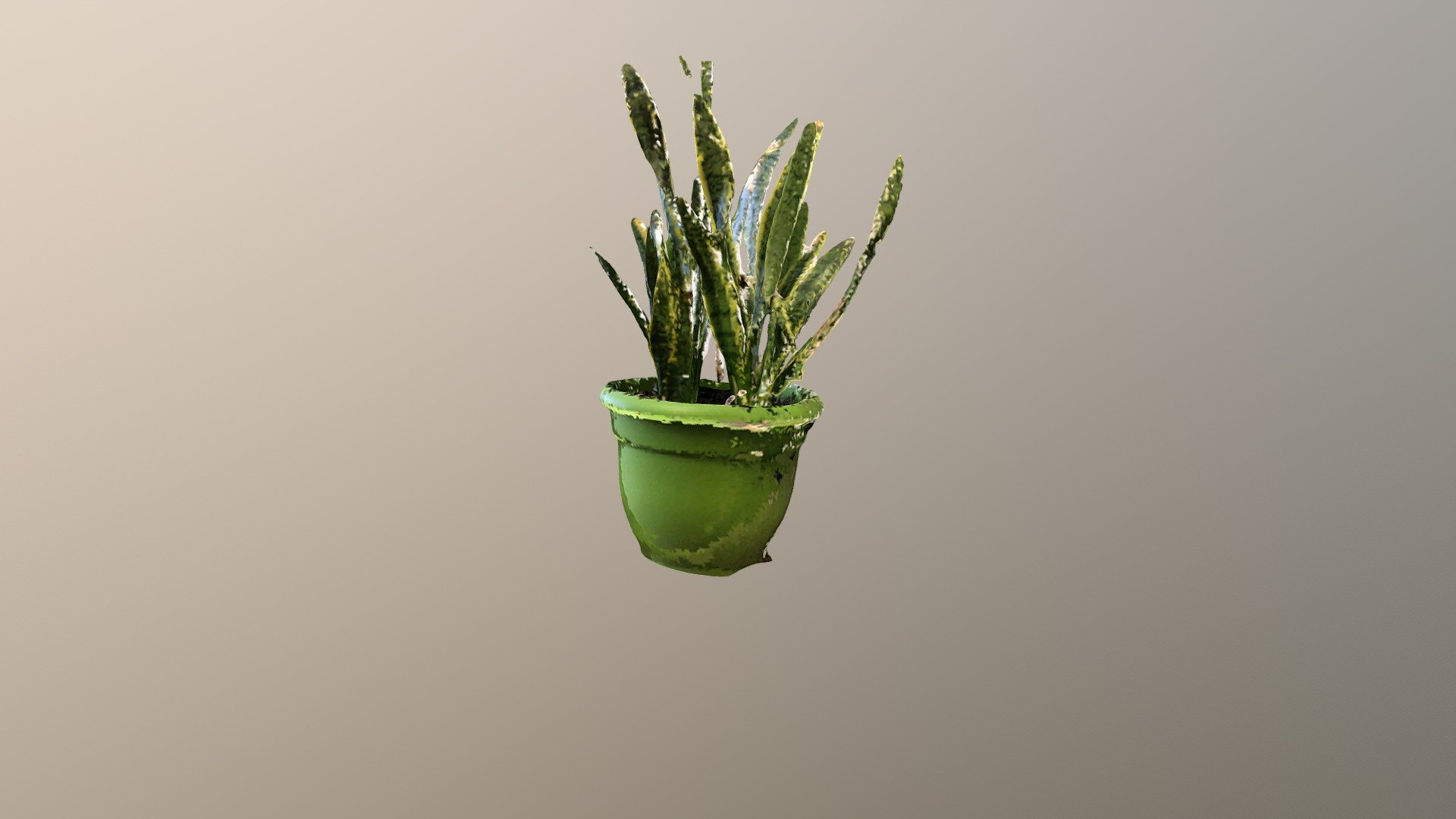 Office plant
