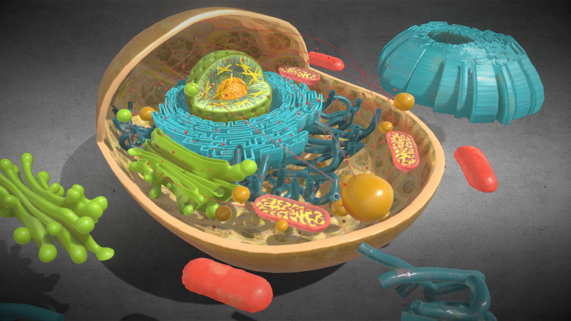 3D Animal Cell Structure - Buy Royalty Free 3D model by 3D4SCI [fabbdea ...