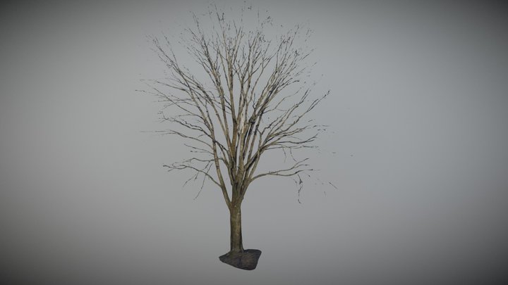Free Tree fullsize photogrammetry scan 2 Draft – Free 3D Model STL