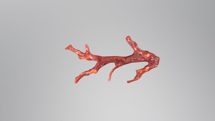 阿卡珊瑚corallium japonicum 3D Model