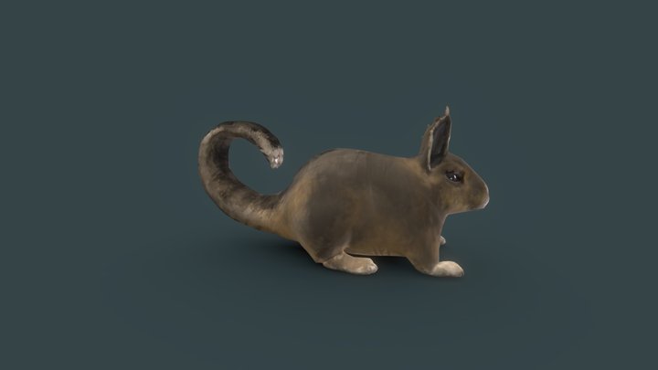 Viscacha 3D Model