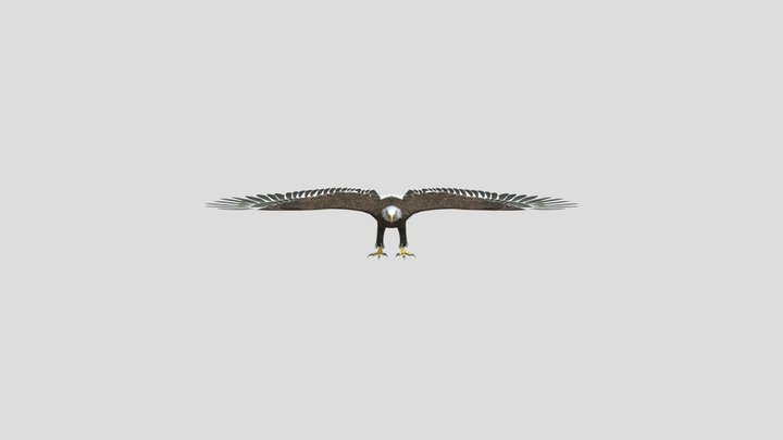 BaldEagle 3d Model 3D Model