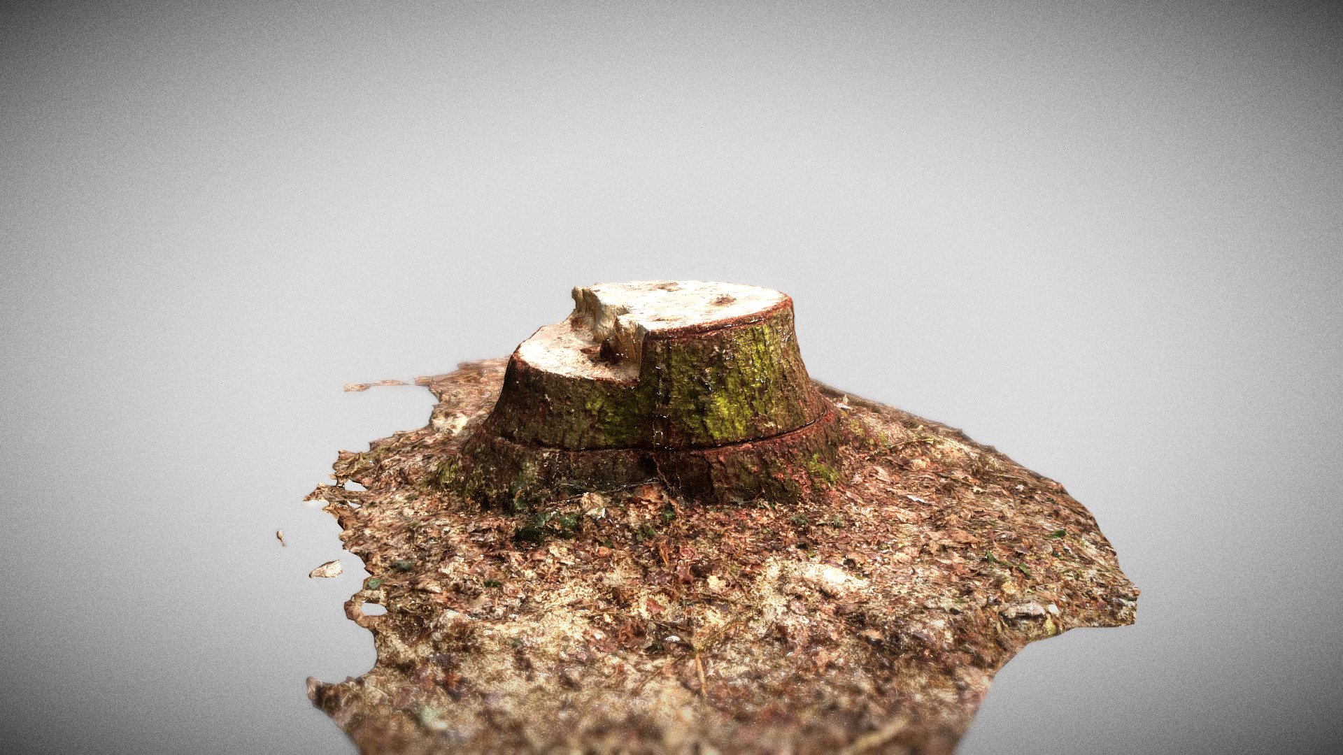 tree stump