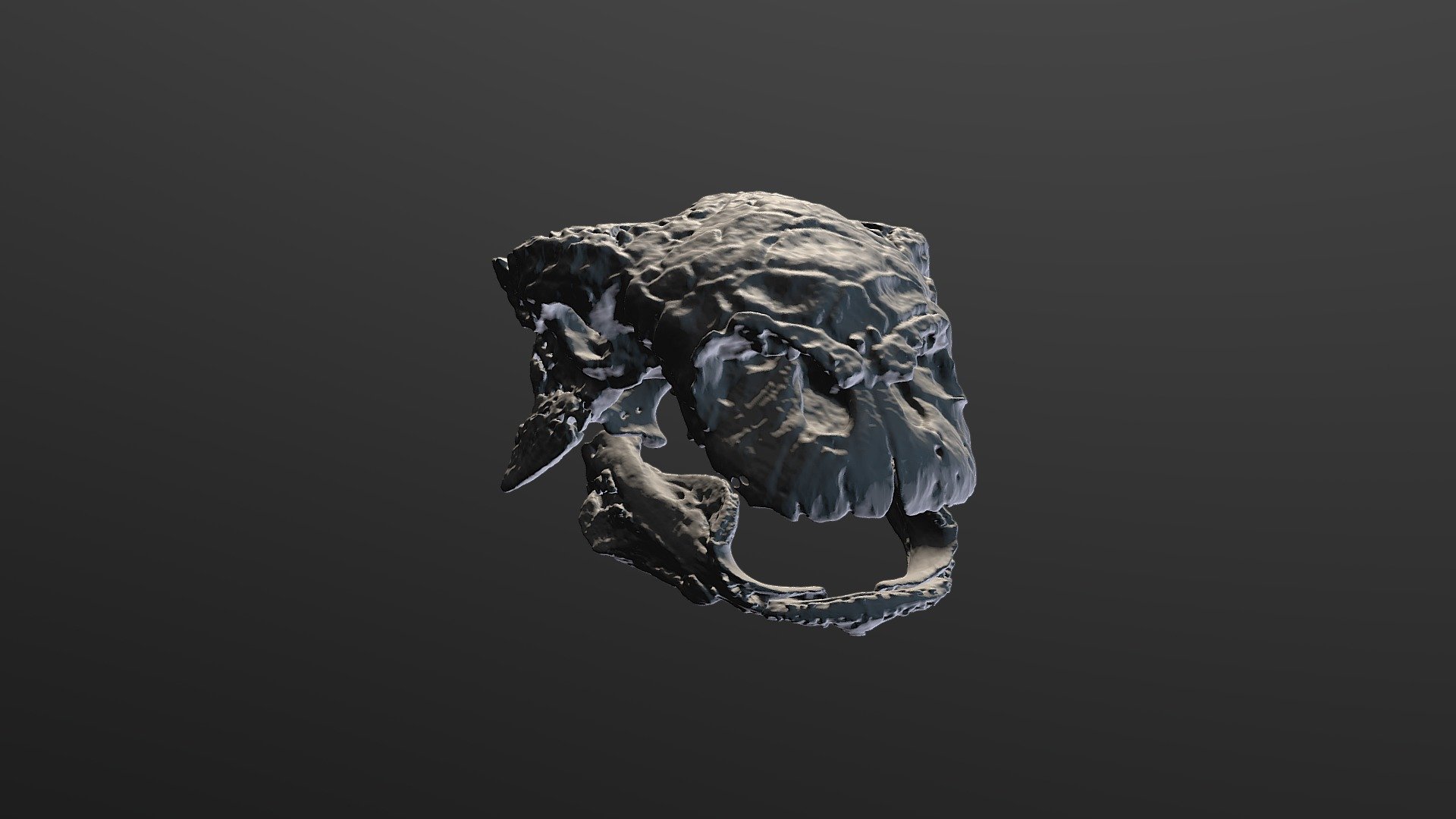Euoplocephalus Skull