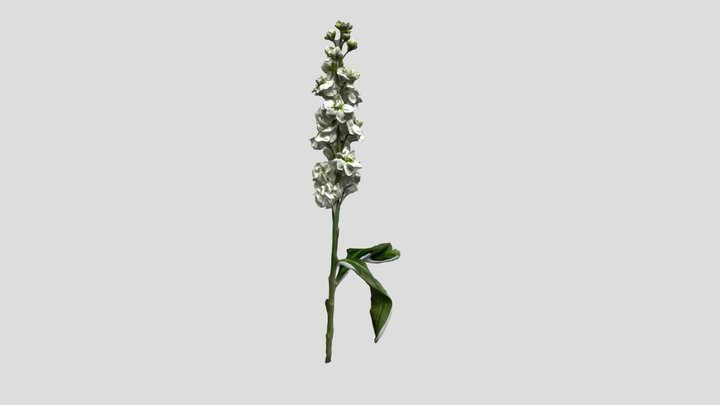 White Violet 3D Model