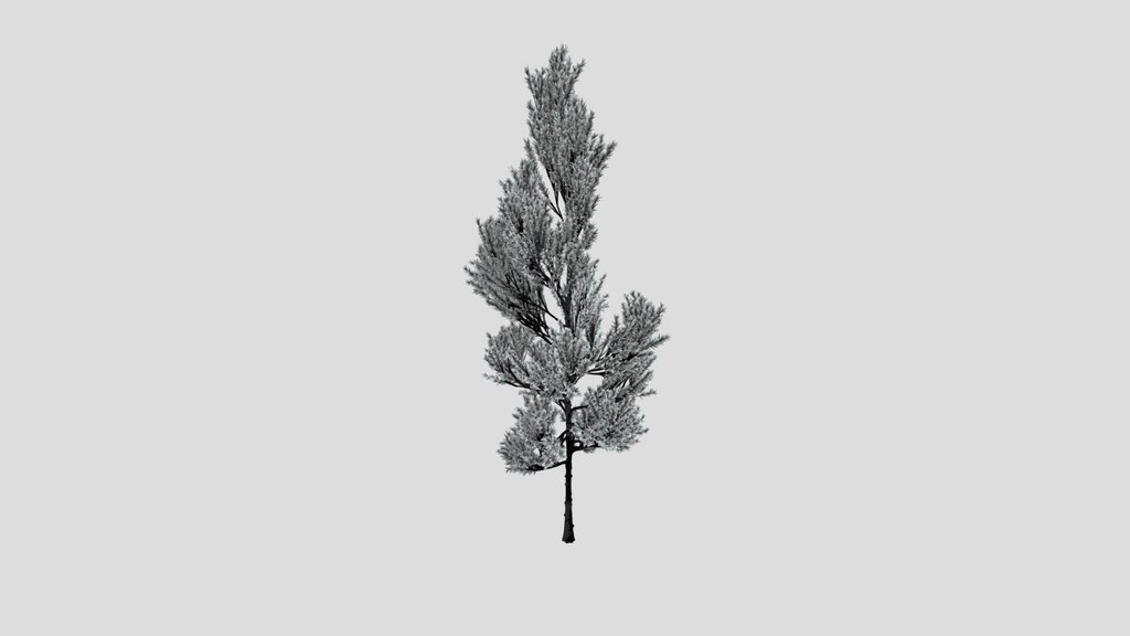 Coniferous Tree