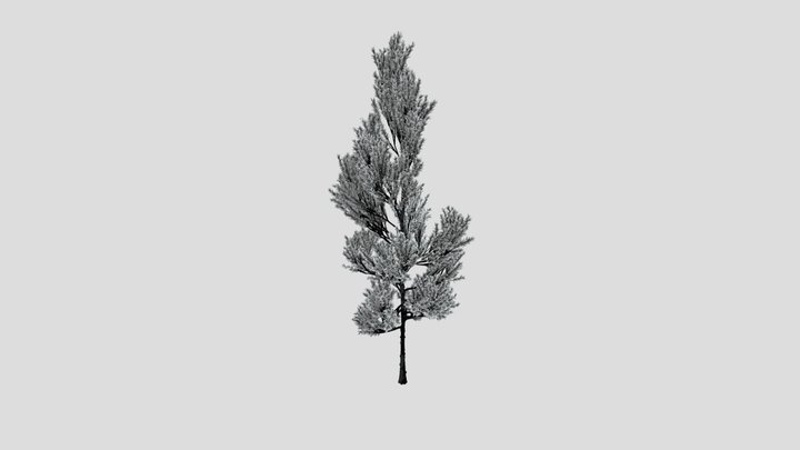 Coniferous Tree