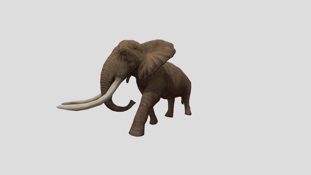 African Elephant