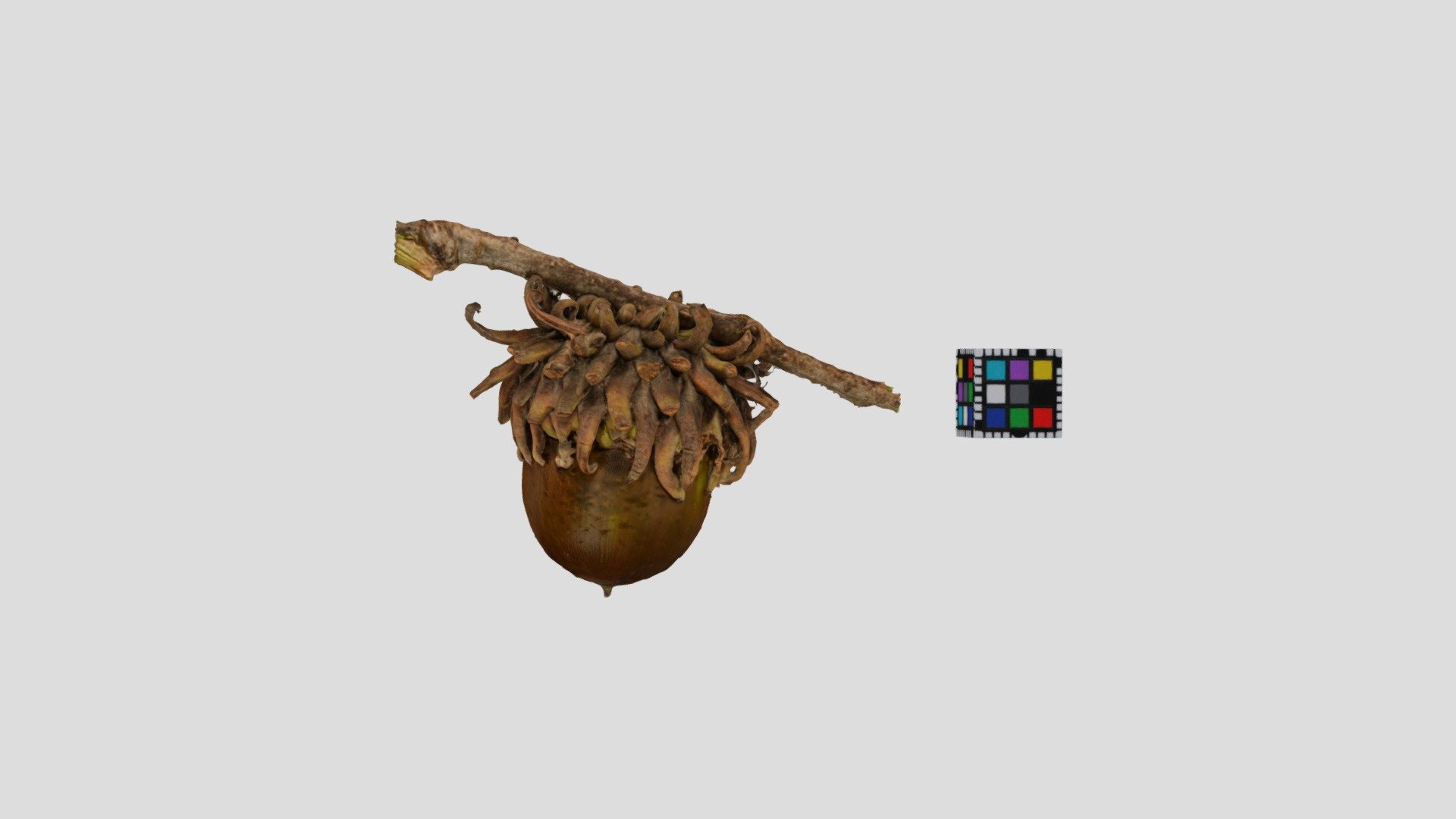 クヌギの実 どんぐり Acorn, Quercus acutissima