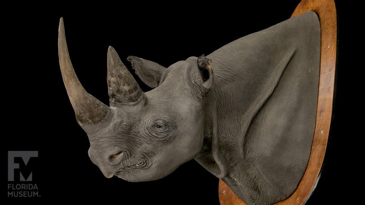 Black Rhinoceros taxidermy mount 3D Model