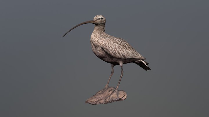 Brachvogel 3D Model