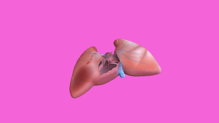 Paru - Paru By Rifa Millani 3D Model