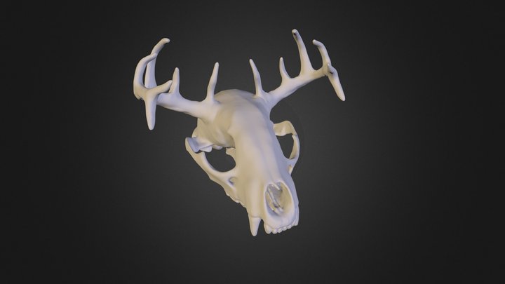 Soon Raccoon Skull 3D Model