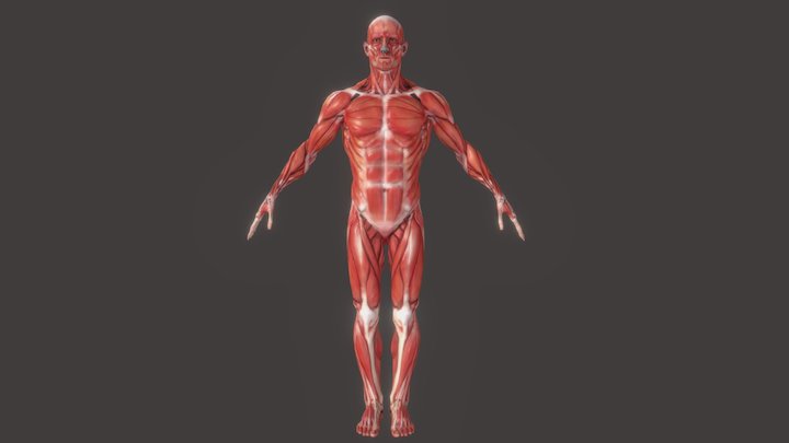 Anatomic Muscle study 3D Model