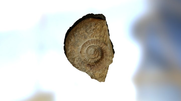 Tropidoceras Flandrini 3D Model