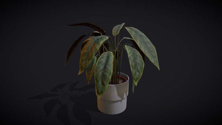 Thriving Calathea in pot [Props] 3D Model