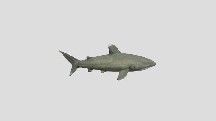 Oceanic whitetip shark (Paint 3D) 3D Model