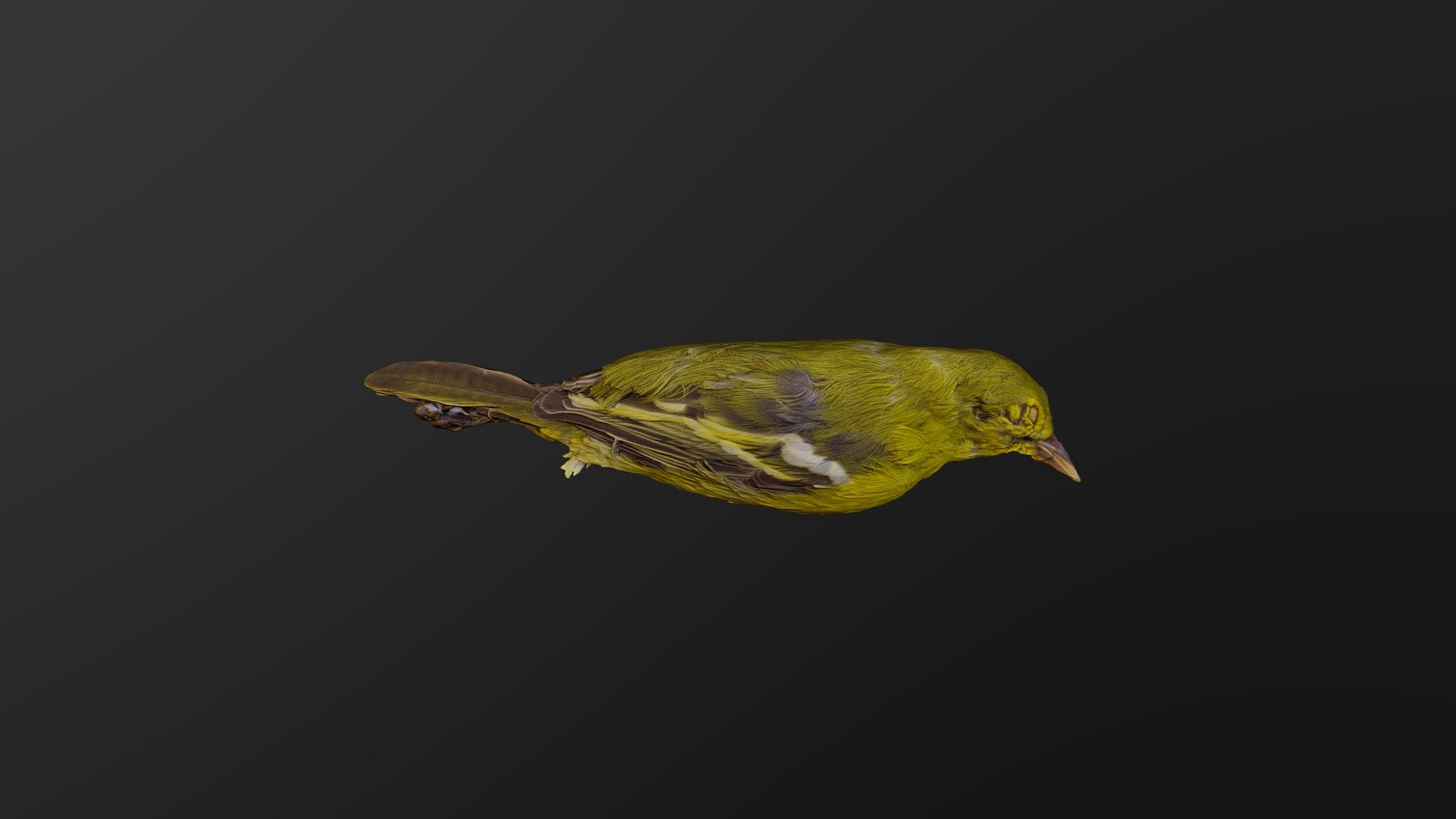 Aegithina Tiphia