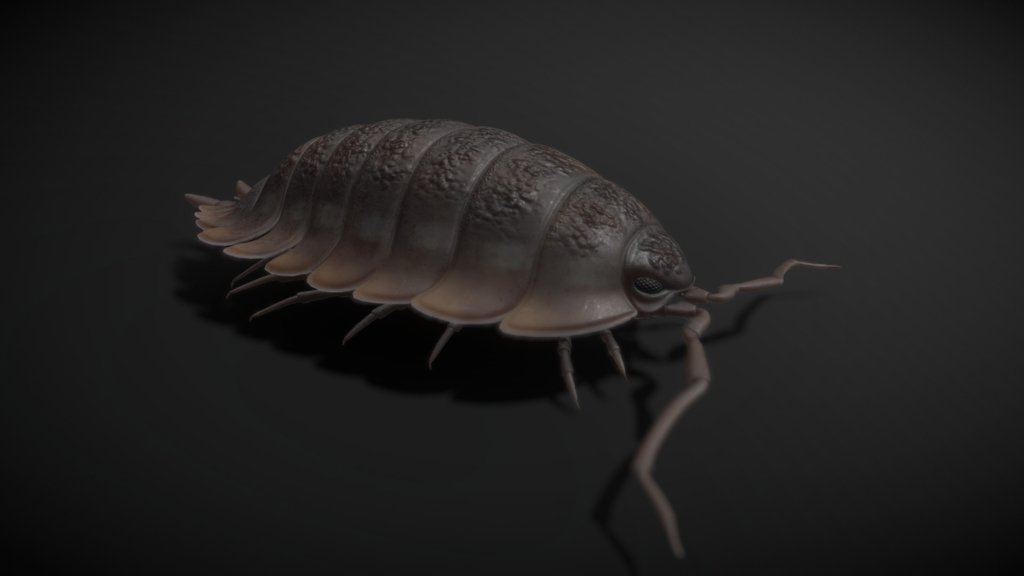 Woodlouse