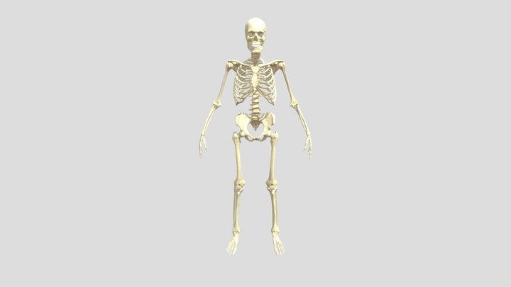 Skeleton_PBR_2020 3D Model