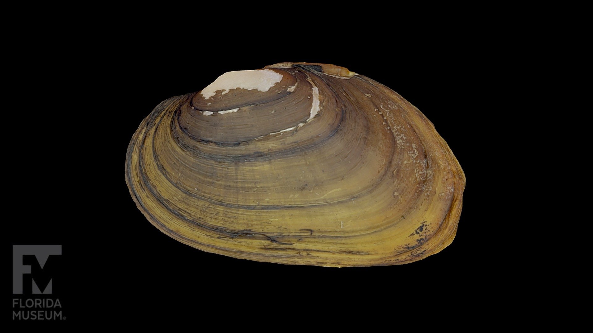 Tennessee heelsplitter - Freshwater Mussel - 3D model by FloridaMuseum ...