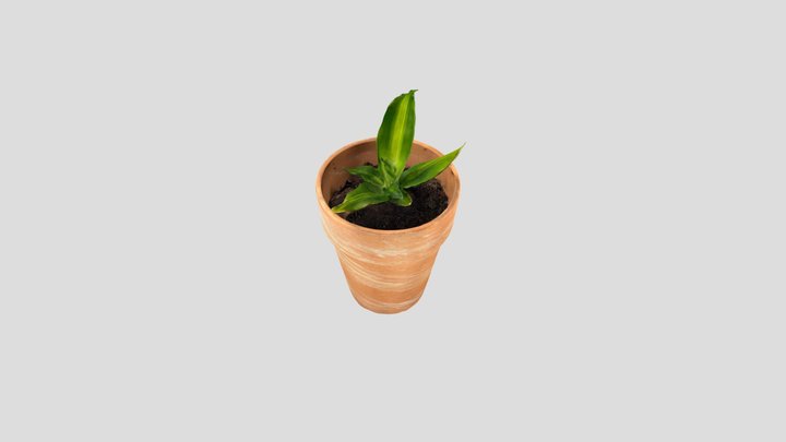 Plant 3D Model