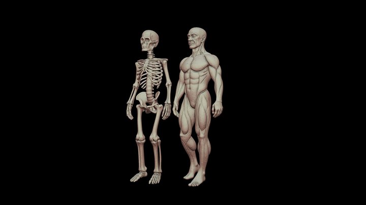 Reference 3D models - Sketchfab
