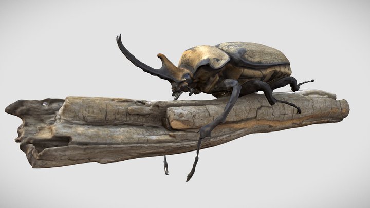 Megasoma elephas 3D Model