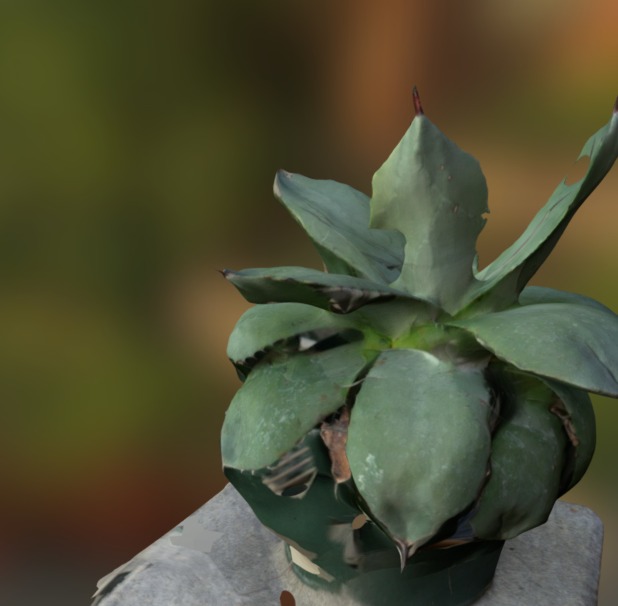 Agave with 123D Catch