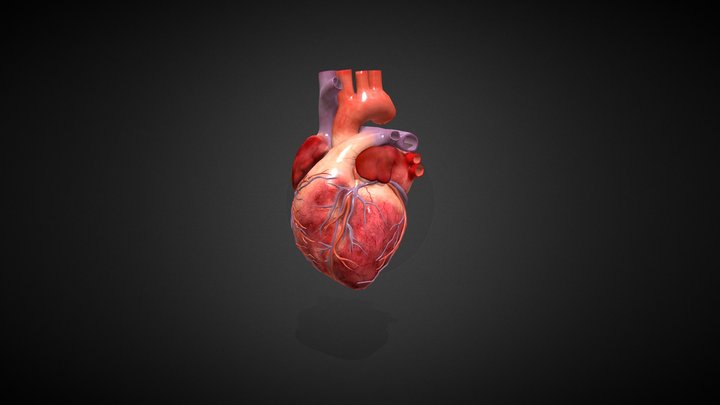 Heart1 3D Model