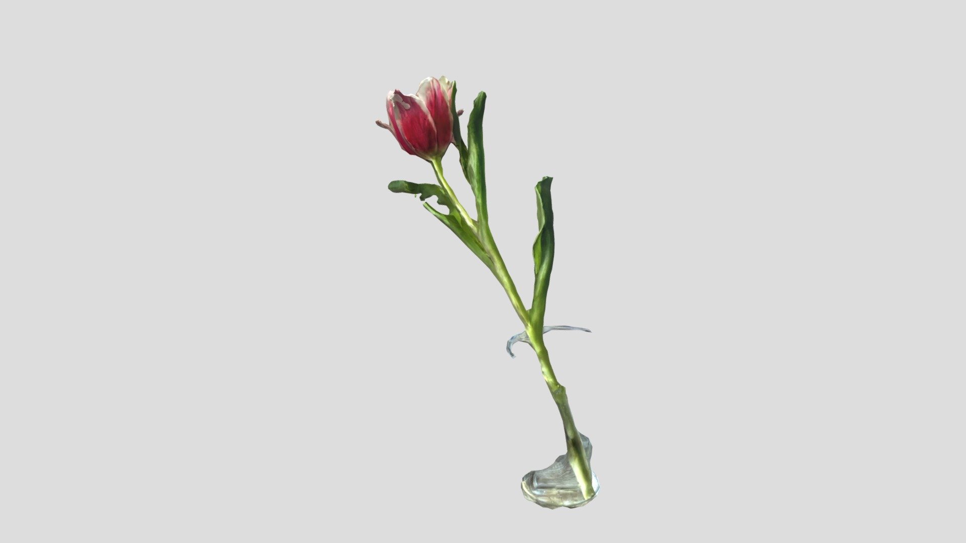 tulip single