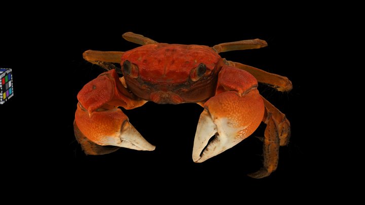 Sesarmidae 3D models - Sketchfab