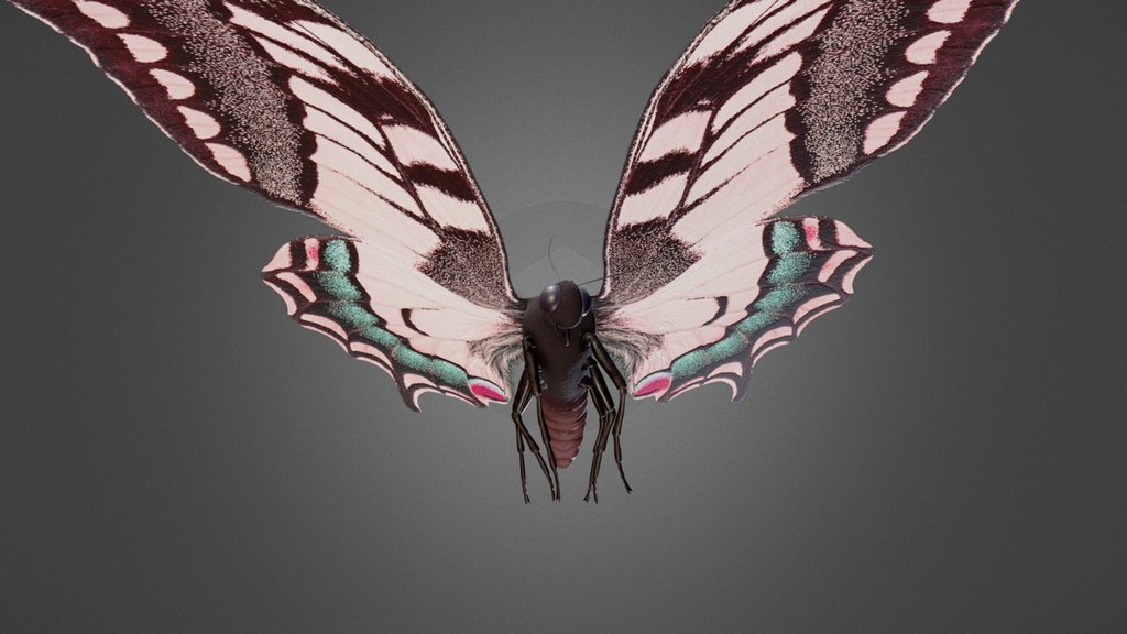 Moth