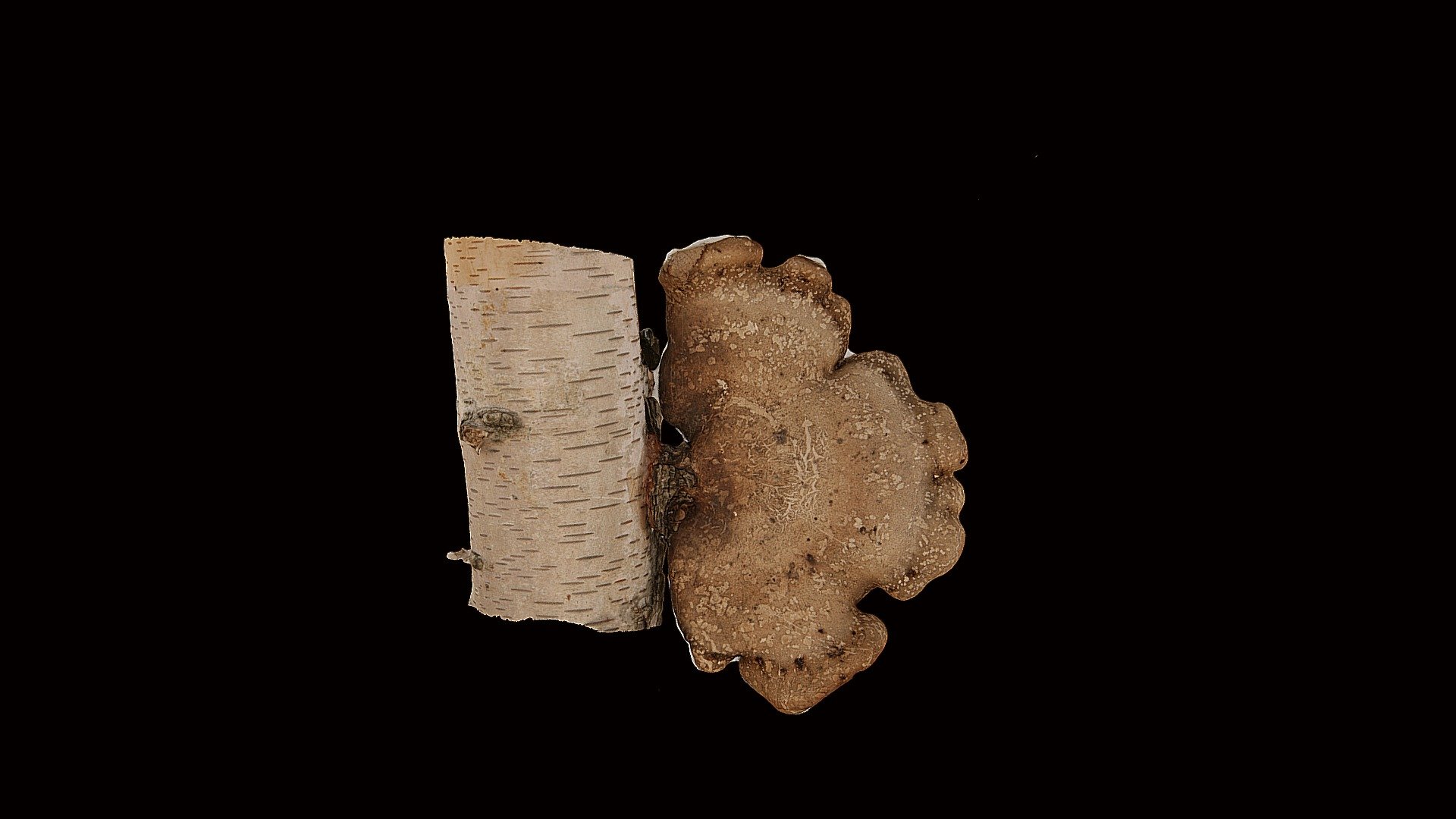 Model 2 - Birch fungus