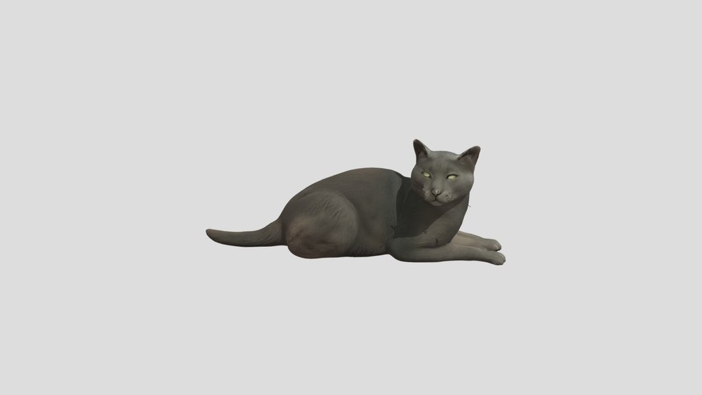 Romeo Italian Gray Cat in the Garden